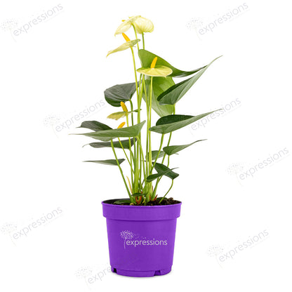 Anthurium white