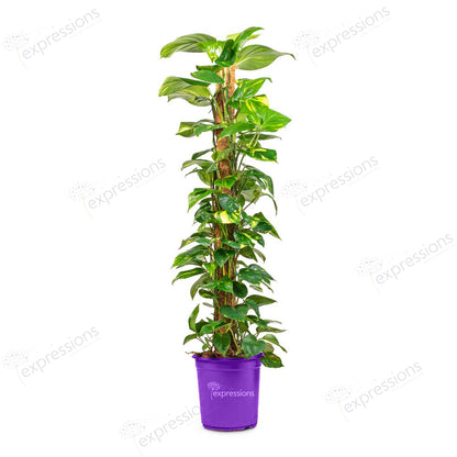 Epipremnum aureum - Golden Pothos - Moss Pole (Money Plant)