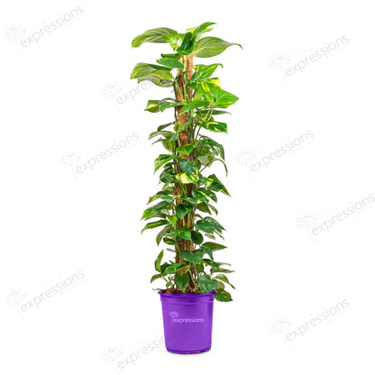 Epipremnum aureum - Golden Pothos - Moss Pole (Money Plant)