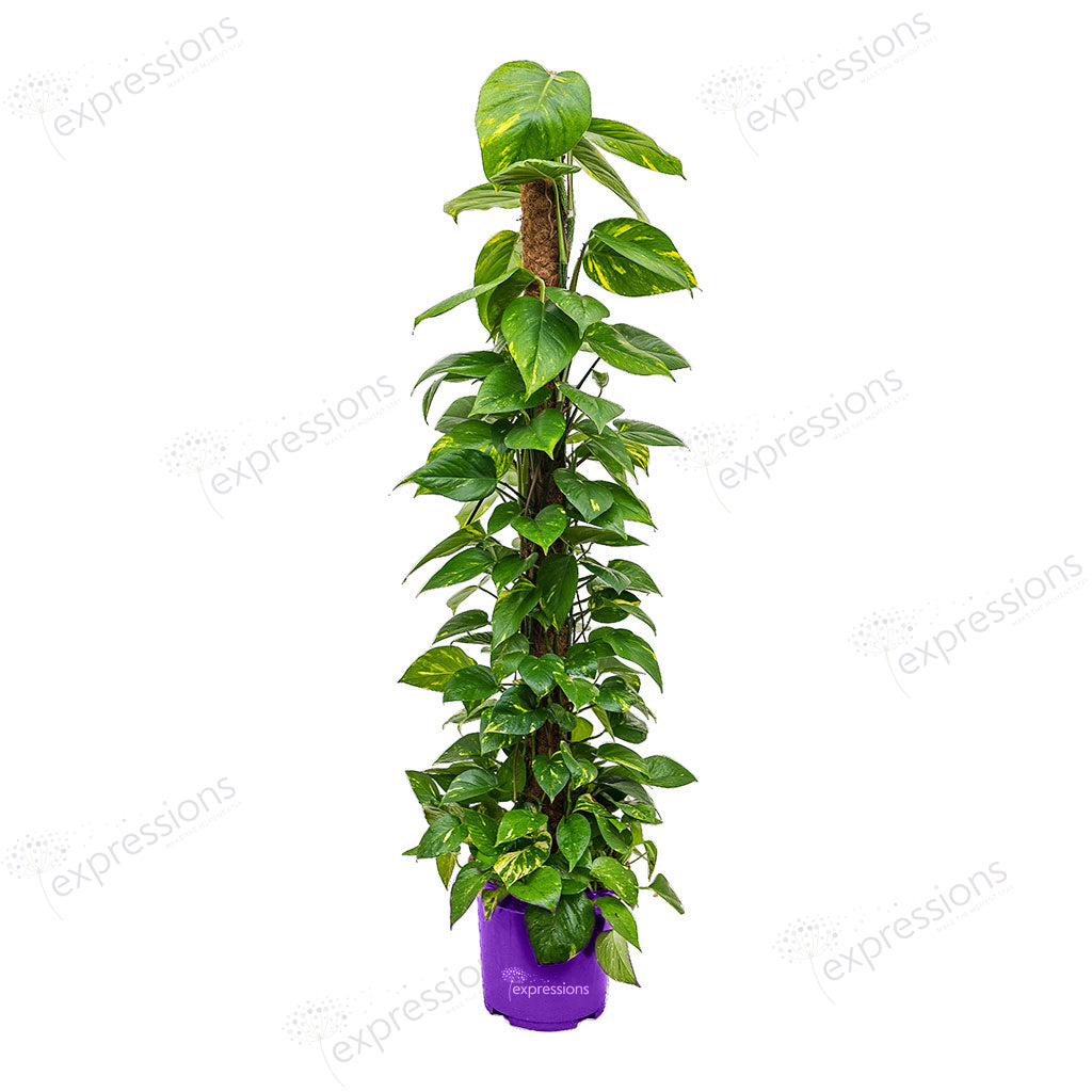 Epipremnum aureum - Golden Pothos - Moss Pole (Money Plant)