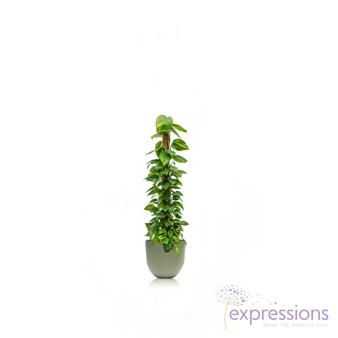 Epipremnum aureum - Golden Pothos - Moss Pole (Money Plant)