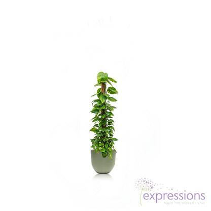 Epipremnum aureum - Golden Pothos - Moss Pole (Money Plant)