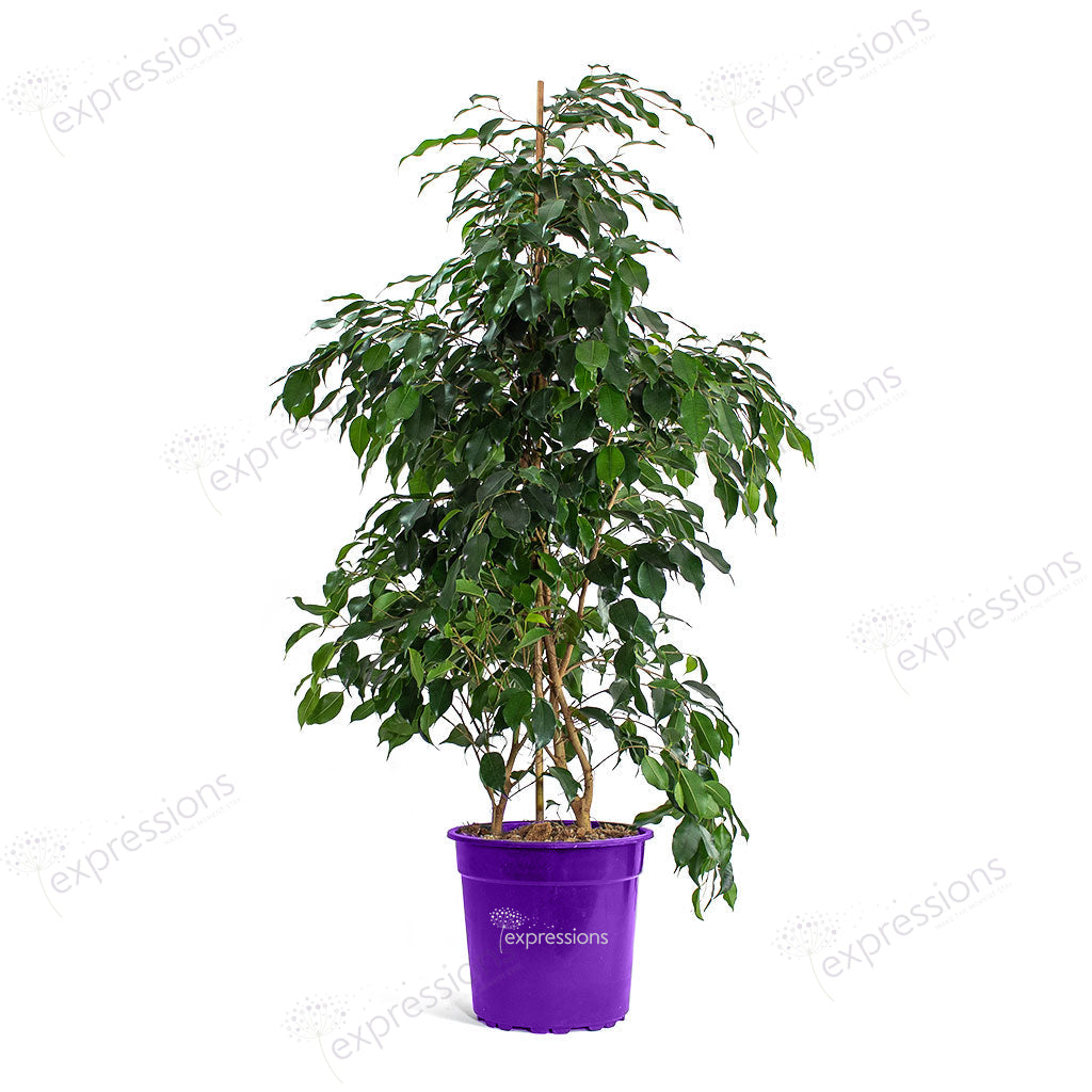 Ficus Benjamina Danielle
