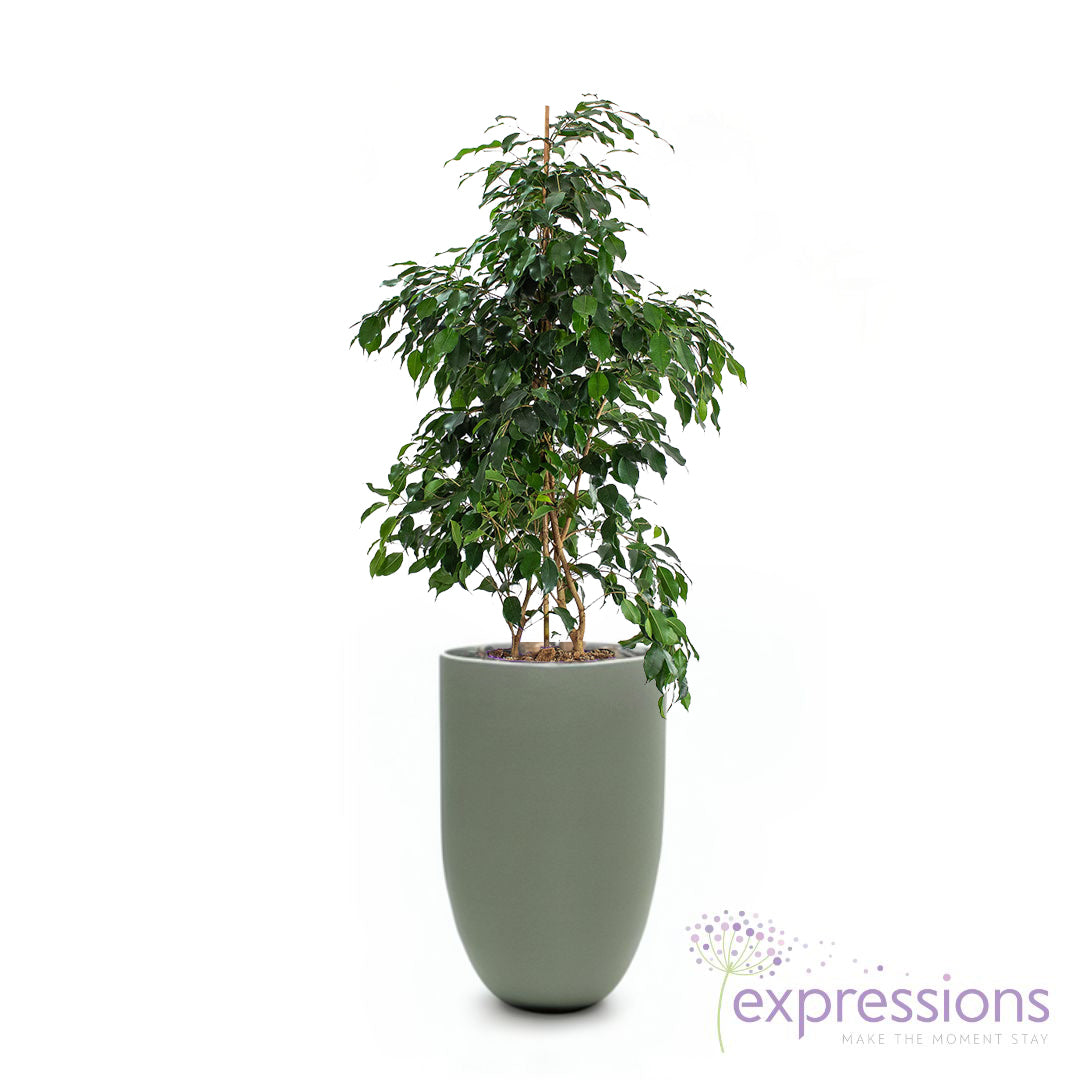 Ficus Benjamina Danielle