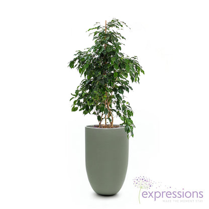 Ficus Benjamina Danielle