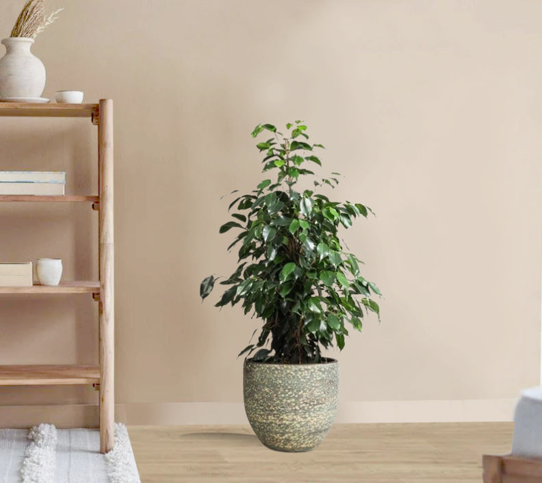 Ficus Benjamina Danielle