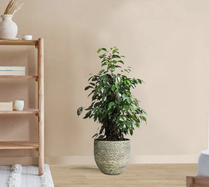 Ficus Benjamina Danielle