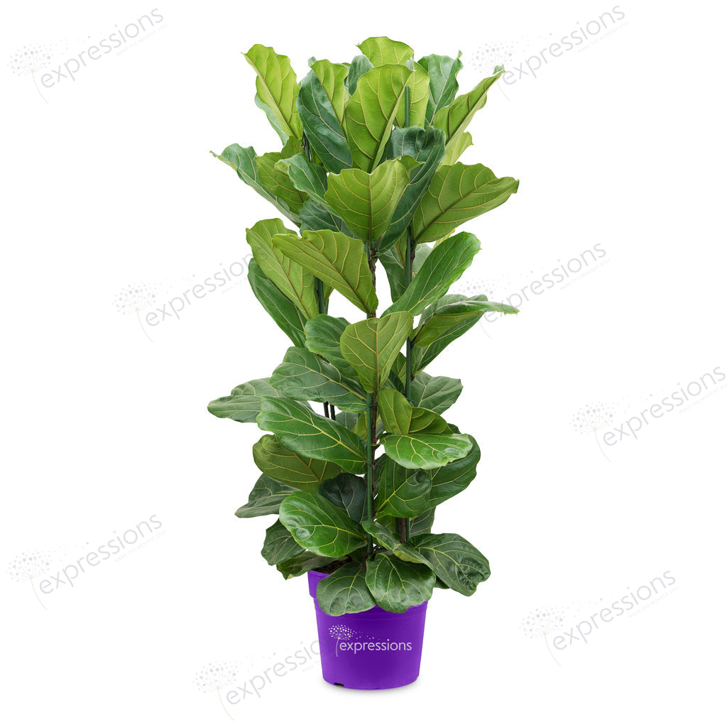 Ficus Lyrata - Fiddle leaf fig