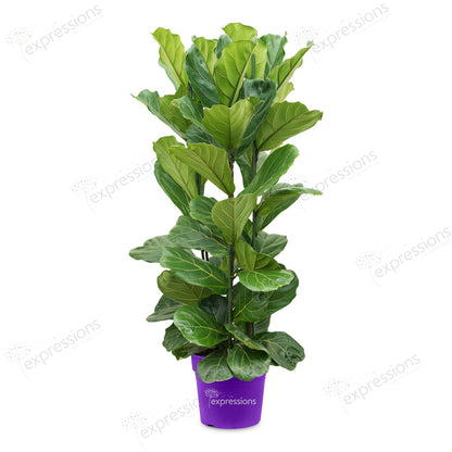 Ficus Lyrata - Fiddle leaf fig