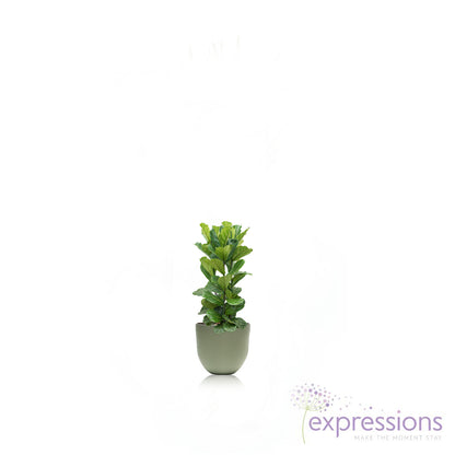 Ficus Lyrata - Fiddle leaf fig