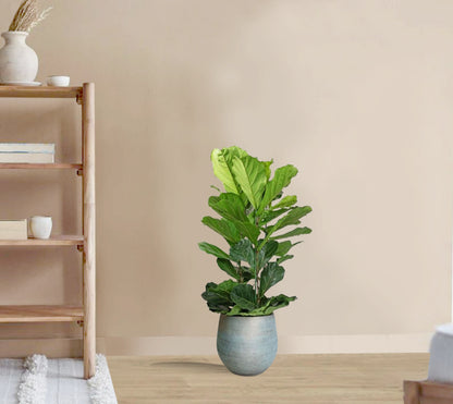 Ficus Lyrata - Fiddle leaf fig