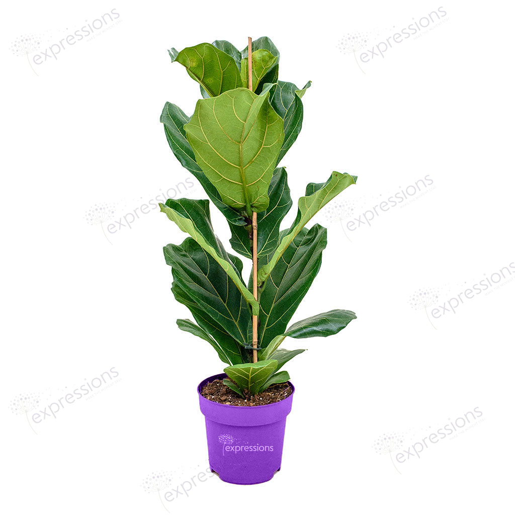 Ficus Lyrata - Fiddle leaf fig