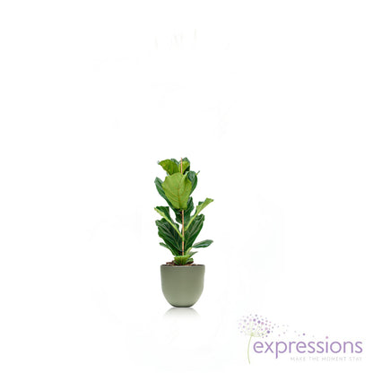 Ficus Lyrata - Fiddle leaf fig