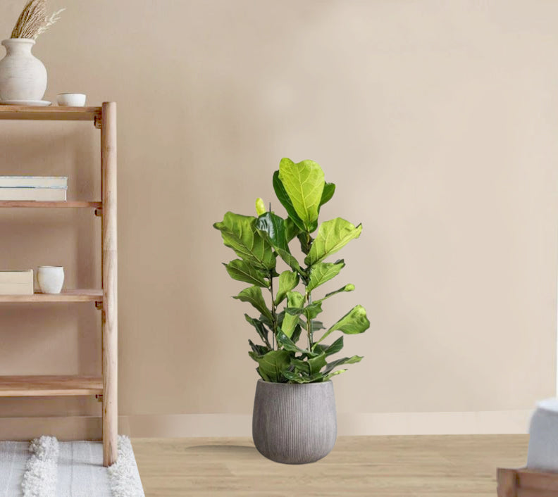 Ficus Lyrata - Fiddle leaf fig