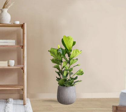 Ficus Lyrata - Fiddle leaf fig