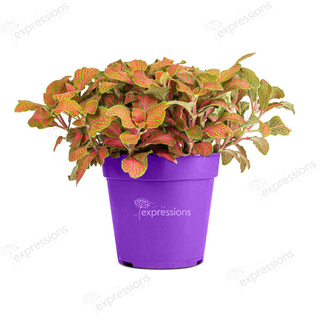 Fittonia albivenis Mosaic Skeleton - Nerve Plant