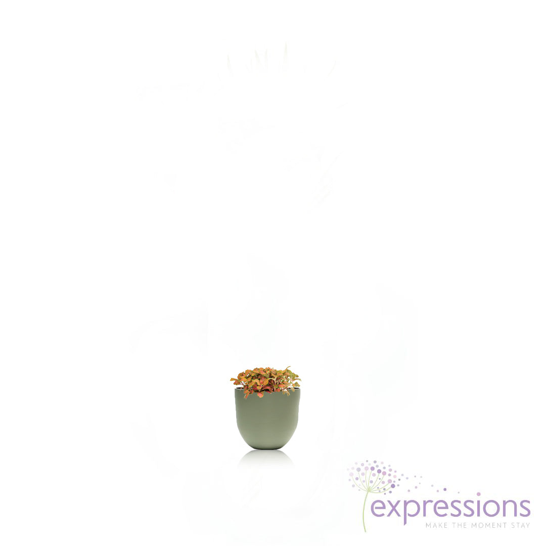 Fittonia albivenis Mosaic Skeleton - Nerve Plant