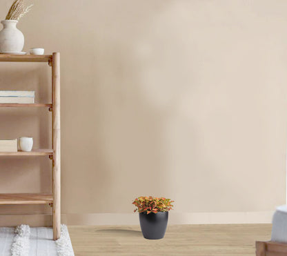 Fittonia albivenis Mosaic Skeleton - Nerve Plant