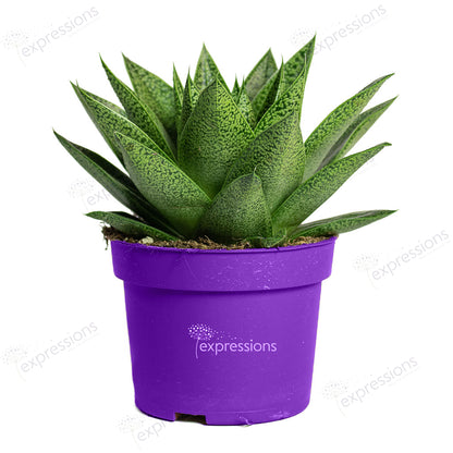 Gasteria D Tiga - Ox Tongue