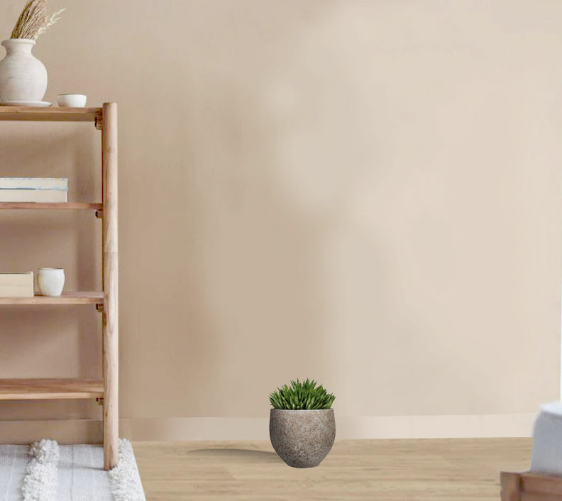 Gasteria D Tiga - Ox Tongue