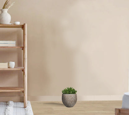 Gasteria D Tiga - Ox Tongue