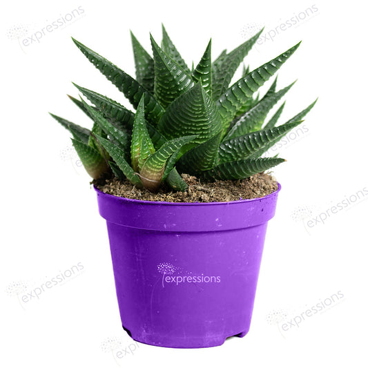 Haworthia limifolia - Fairy Washboard