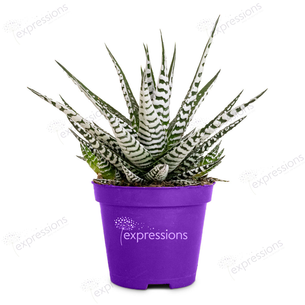 Haworthia fasciala alba