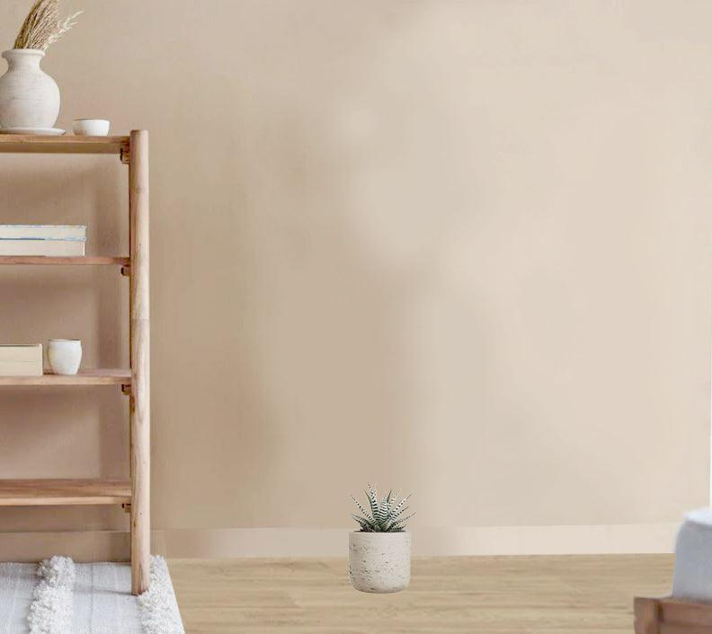 Haworthia fasciala alba