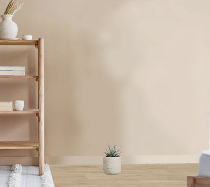 Haworthia fasciala alba