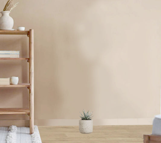 Haworthia fasciala alba