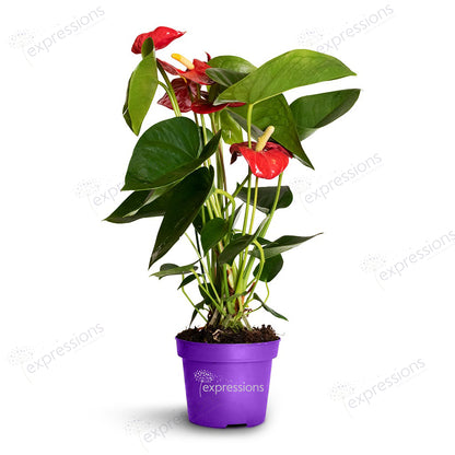 Anthurium Red