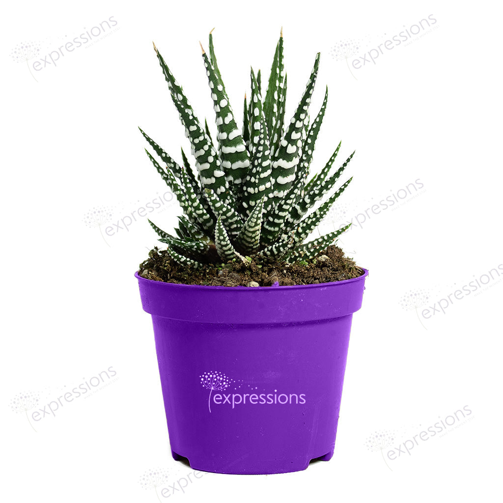 Haworthia fasciala Big Band