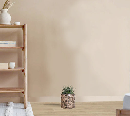 Haworthia fasciala Big Band