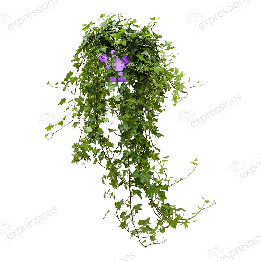 Hedera Helix Hanging (Hedera helix, the common ivy, English ivy, European ivy, or ivy) (Copy)