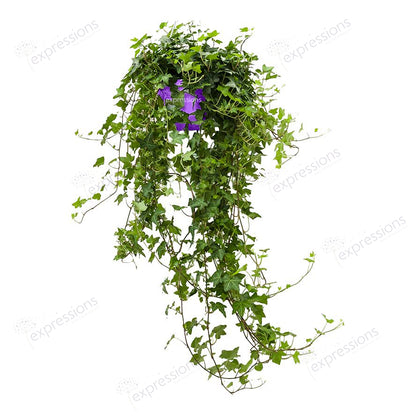 Hedera Helix Hanging (Hedera helix, the common ivy, English ivy, European ivy, or ivy)