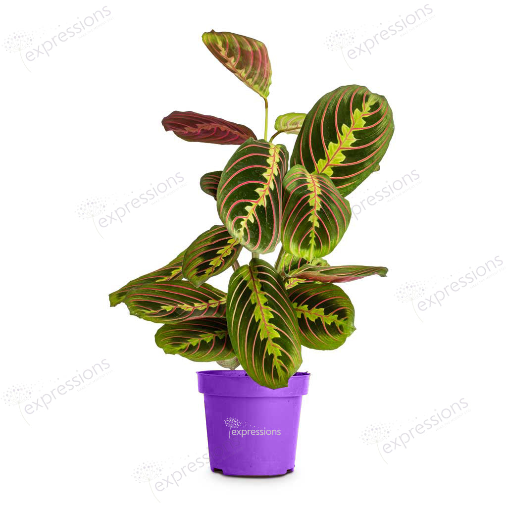 Calathea Maranta Fascinator leuconeura var. erythroneura - Herringbone Plant