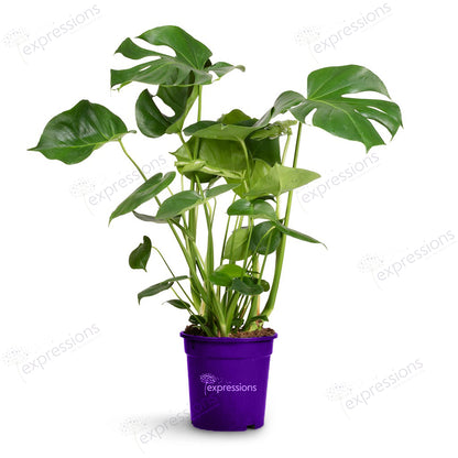 Monstera Deliciosa - Swiss cheese plant
