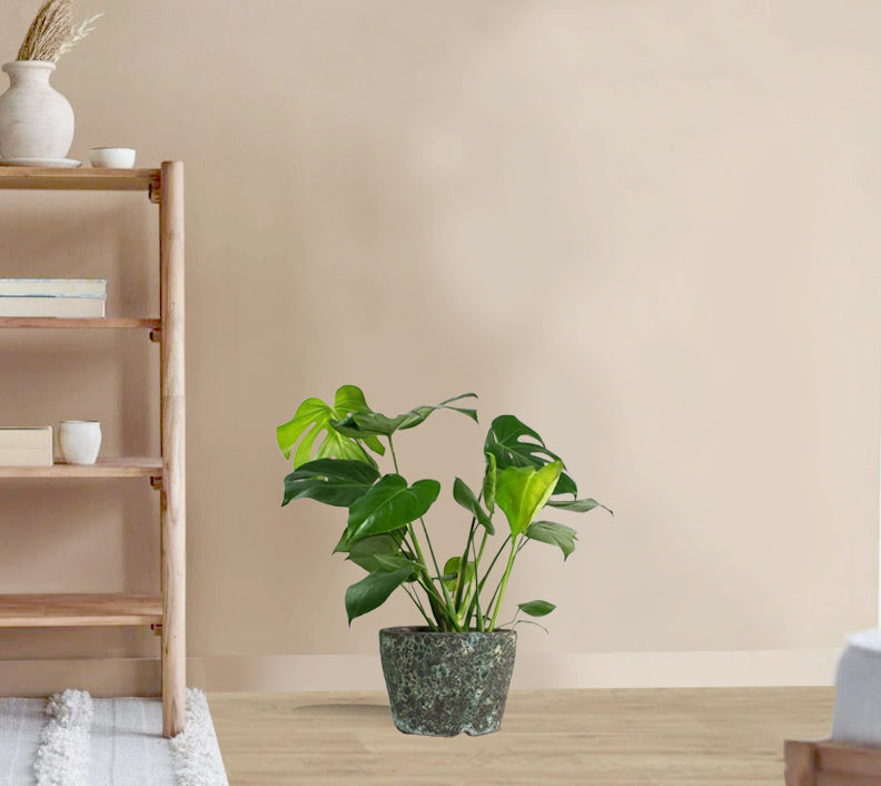 Monstera Deliciosa - Swiss cheese plant