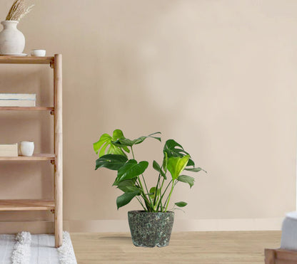 Monstera Deliciosa - Swiss cheese plant