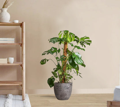 Monstera Deliciosa - Swiss cheese plant