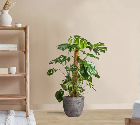 Monstera Deliciosa - Swiss cheese plant