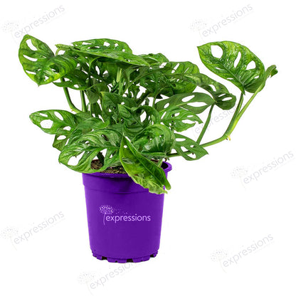 Monstera adansonii - Philodendron Monkey Mask