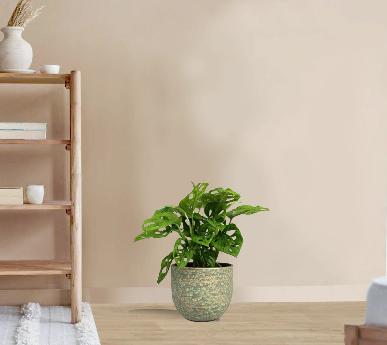 Monstera adansonii - Philodendron Monkey Mask