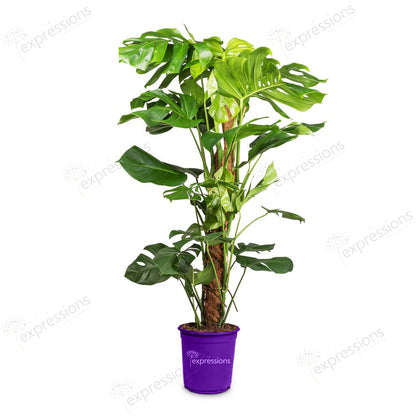 Monstera petrusum (Swiss cheese plant - Moss pole)