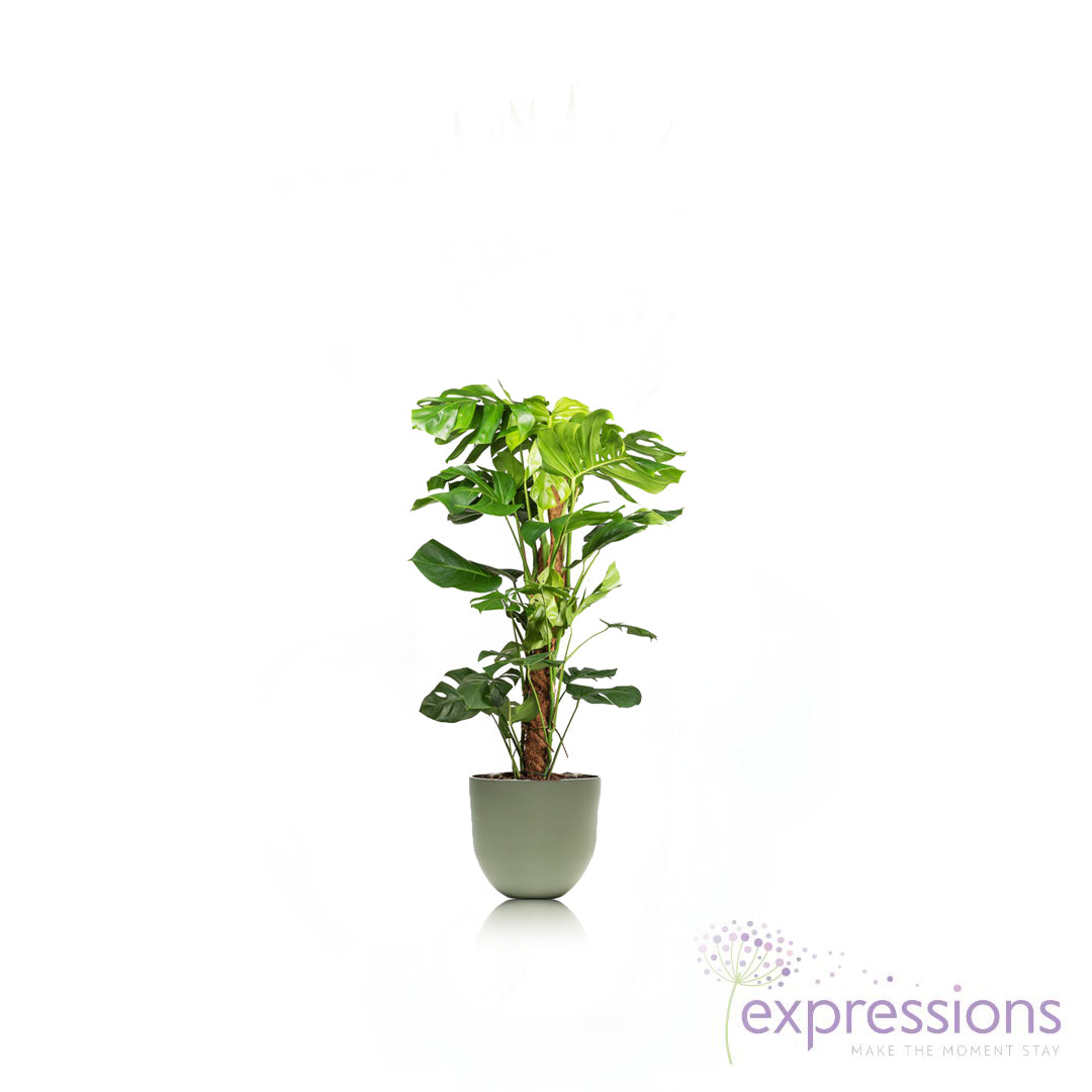 Monstera Deliciosa - Swiss cheese plant