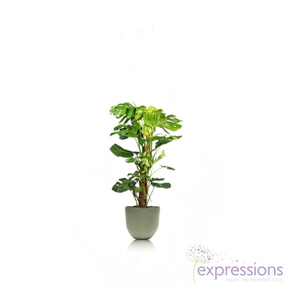 Monstera Deliciosa - Swiss cheese plant