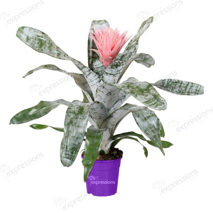 Aechmea fasciata primera red