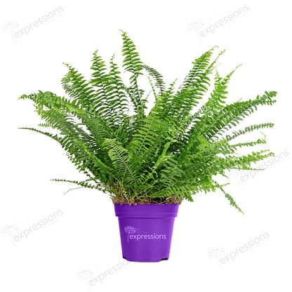 Nephrolepis exaltata Bostoniensis - Boston Fern green lady