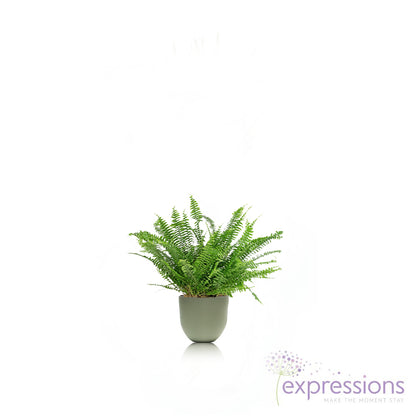 Nephrolepis exaltata Bostoniensis - Boston Fern green lady