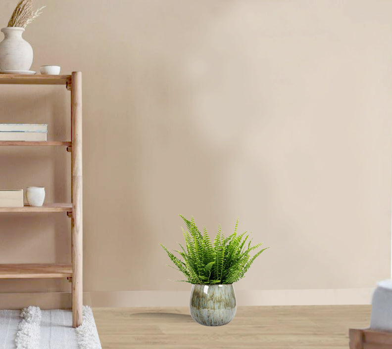 Nephrolepis exaltata Bostoniensis - Boston Fern green lady